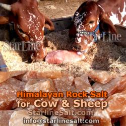 Himalayan Rock Salt for Cows